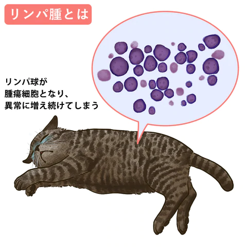 ねこの腫瘍で最も多いリンパ腫について。症状や検査、治療と予後