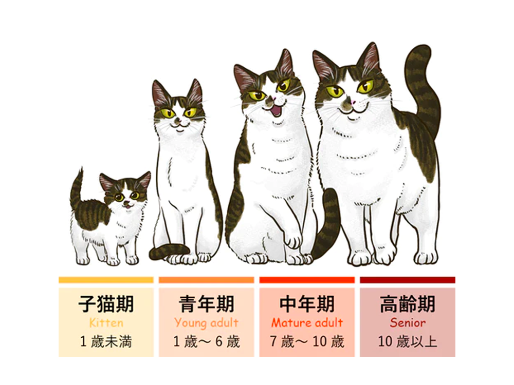 ねこのライフステージごとに飼い主が知っておくべきこと｜後編：中年期