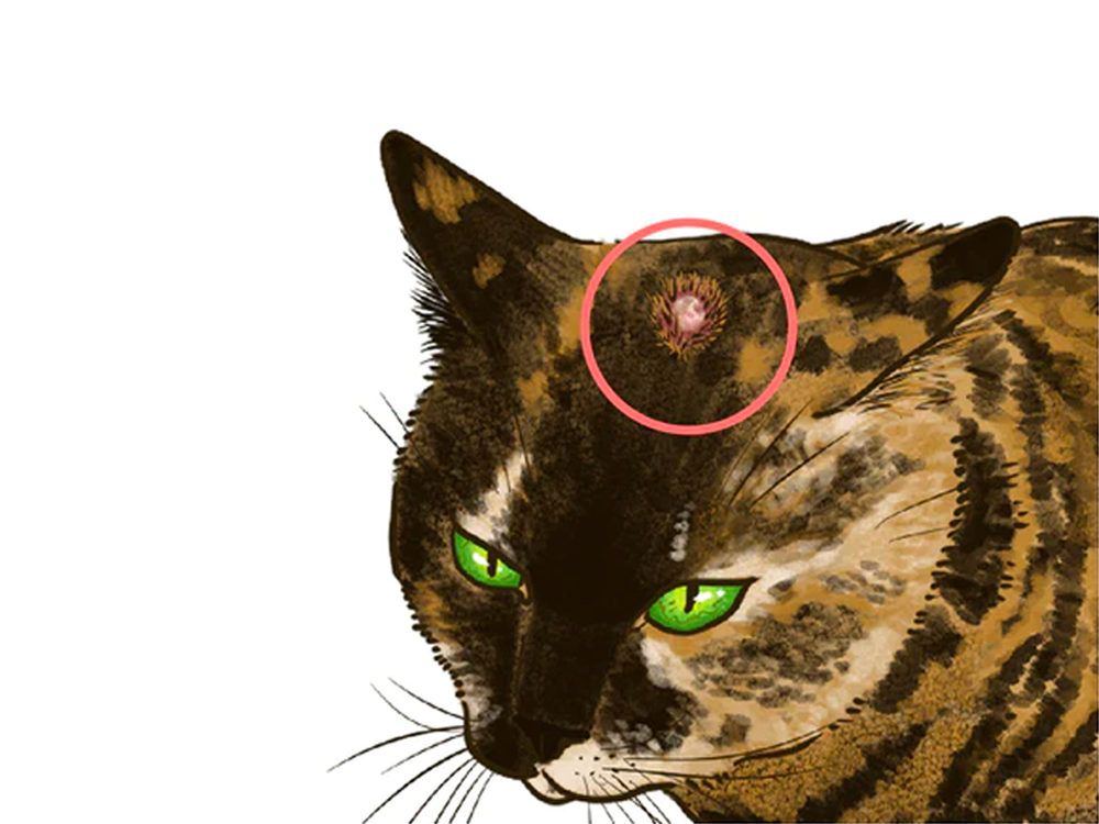 ねこの肥満細胞腫について | 獣医師監修 ねこ病気事典 | Toletta Cats