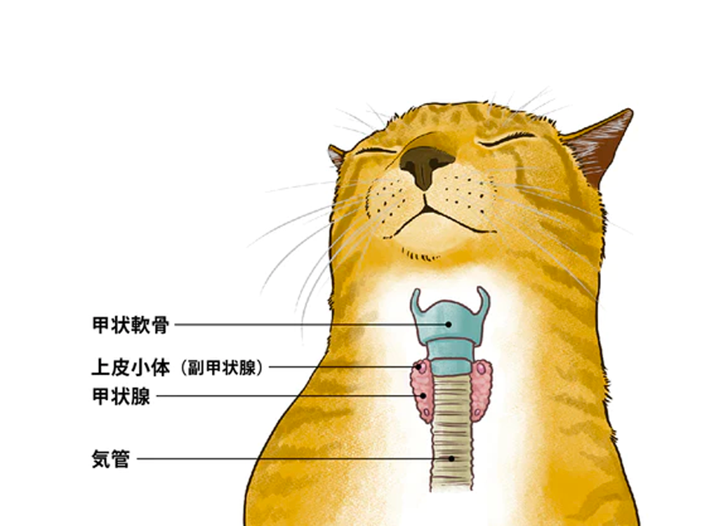 食欲旺盛なのに痩せていく 高齢ねこに多い甲状腺機能亢進症とは