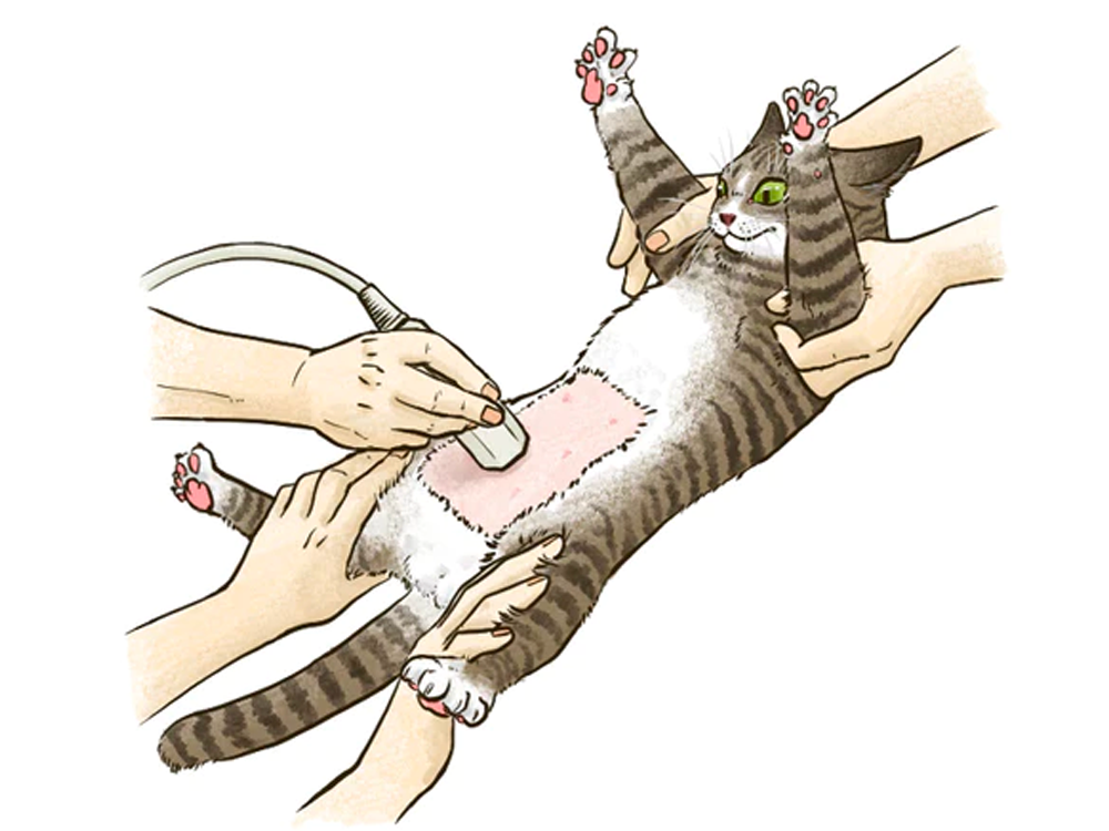 ねこの尿管閉塞 | 獣医師監修 ねこ病気事典 | Toletta Cats [トレッタ