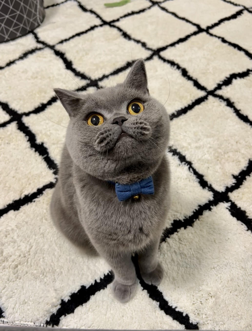 玉ねぎ中毒について | 獣医師監修 ねこ病気事典 | Toletta Cats