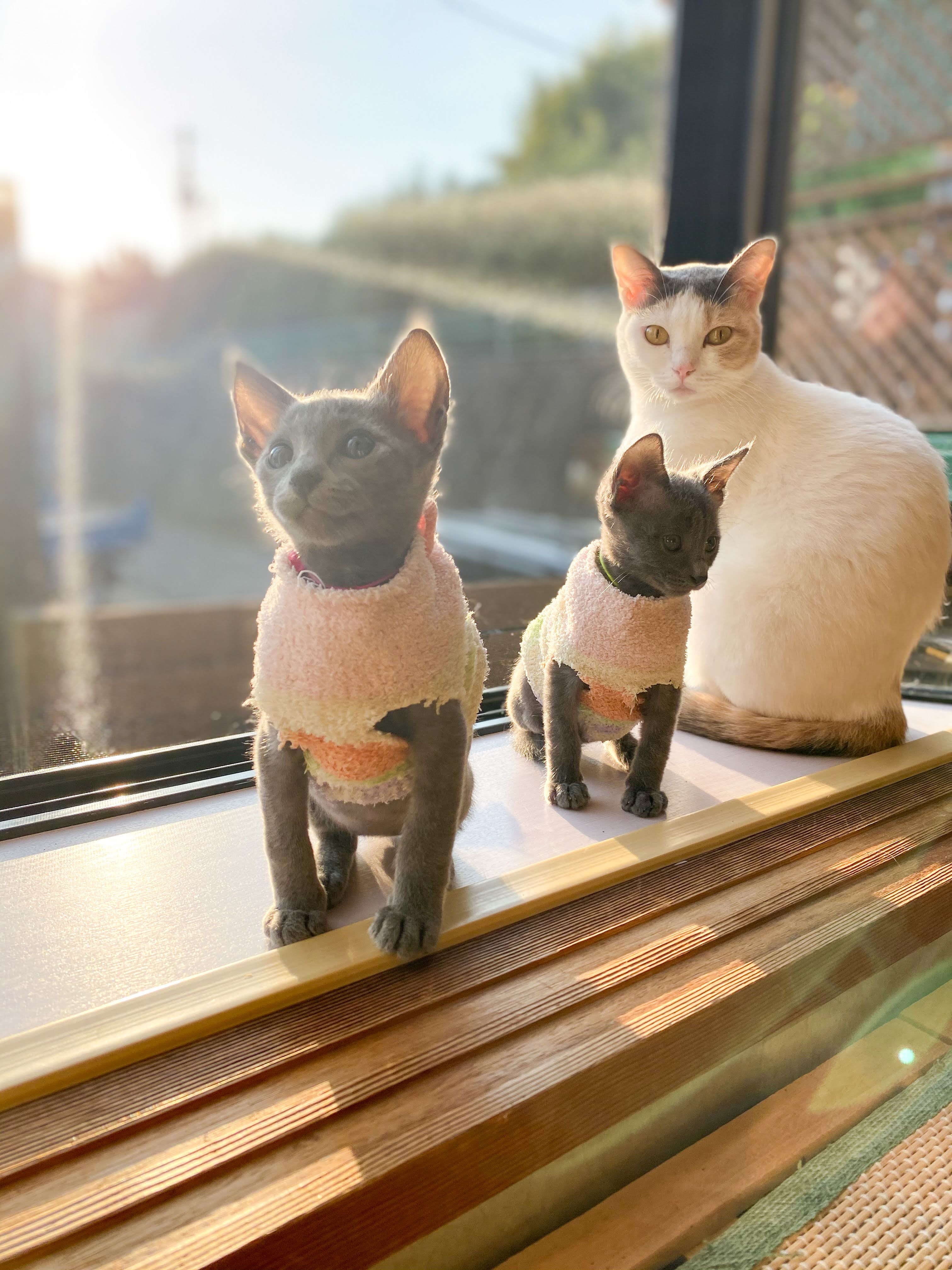 トレッタのある生活 Vol.6 midorinotanbo | Toletta Times | Toletta