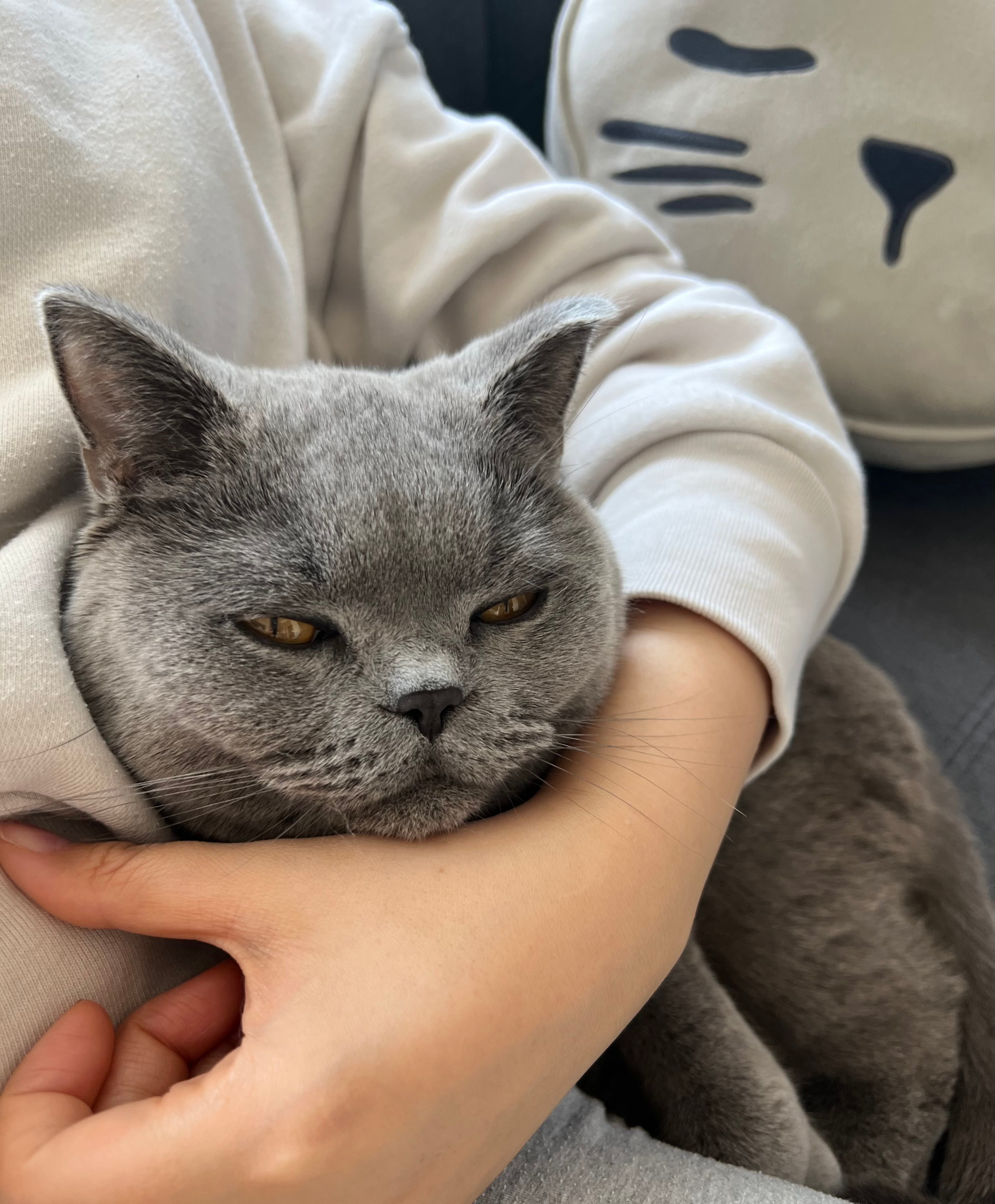 トレッタのある生活 Vol.3 トロ『ねこちゃんの体重がアプリですぐ